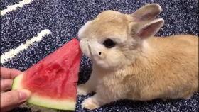 兔子吃小瓜,小瓜的诱惑之旅