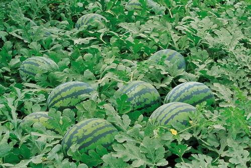 长垣吃瓜现场,一场全民狂欢的夏日盛宴