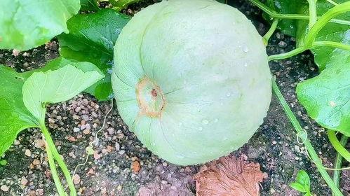 今天有瓜可以吃吗,美味瓜果等你品尝