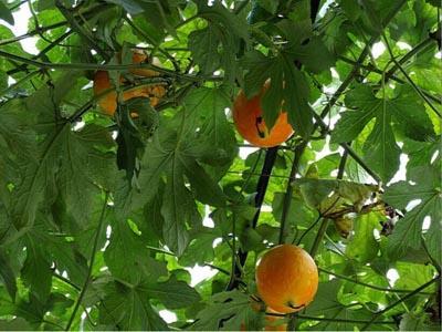 秋天吃吊瓜好吗,吊瓜美食，健康美味两不误