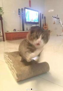 吃瓜憋笑猫,揭秘网络红猫的搞笑日常