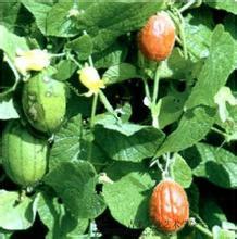 土瓜根可以吃,古老食材的现代食养之道