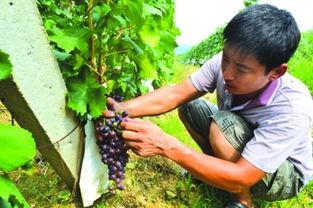 孟家吃瓜,揭秘娱乐圈背后的真实故事