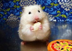 仓鼠吃瓜板栗吗,揭秘它们对瓜和板栗的喜爱程度