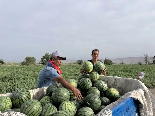 燕郊吃瓜图,揭秘社区生活百态