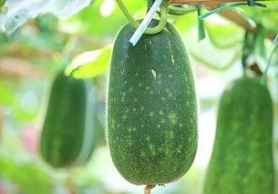 热死吃瓜,吃瓜群众如何应对酷暑挑战？