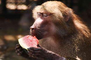 大马猴吃瓜,揭秘动物界的“八卦”趣闻