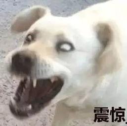 吃瓜群众与吃瓜狗的关系,吃瓜群众与吃瓜狗的和谐共舞