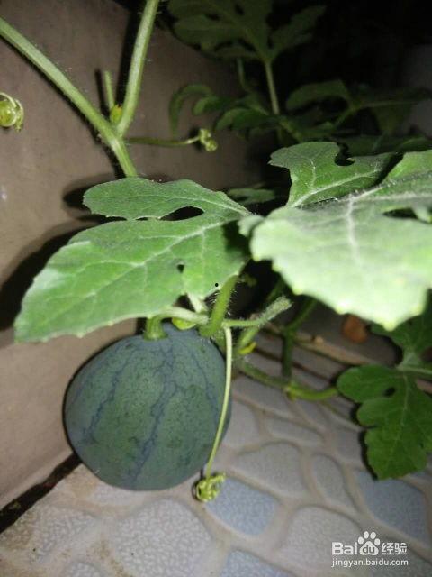 瓜籽游戏吃瓜,沉浸式吃瓜体验，解锁娱乐圈幕后秘密