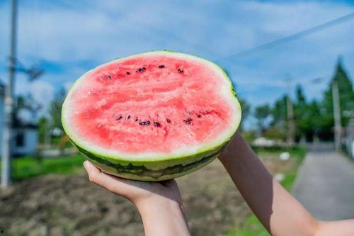 苏农新吃瓜,揭秘农业新风尚