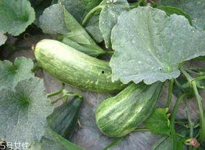 夏天吃的酥瓜,酥脆瓜果，尽享清爽滋味