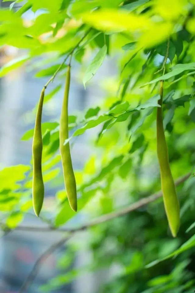 夏季吃瓜乘凉的说说,夏季吃瓜的清凉时光