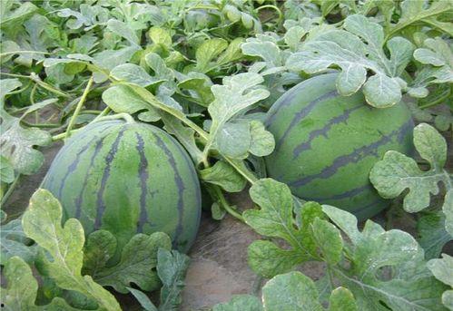 瓜农今日吃瓜热门大瓜,揭秘热门大瓜背后的真相