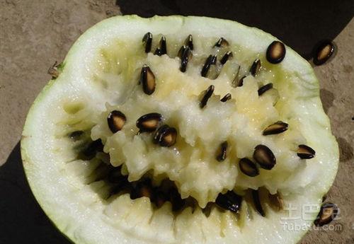 吃兰州籽瓜上火吗,美味解渴，上火风险几何？