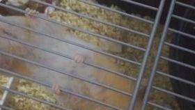 跑步吃瓜的危害,健康风险知多少？