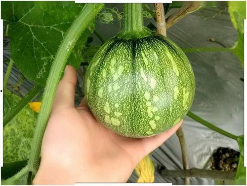 小燕燕吃瓜,揭秘娱乐圈那些不为人知的幕后故事