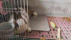 兔子可以吃熏瓜吗