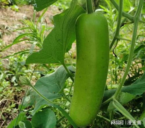 以前不吃瓜现在吃瓜,我的观网变迁之旅