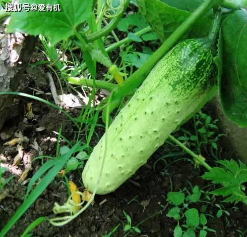 东北的瓜怎么吃,解锁美味新体验