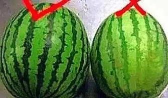 吃瓜秒变瓜,揭秘瓜界奇闻异事