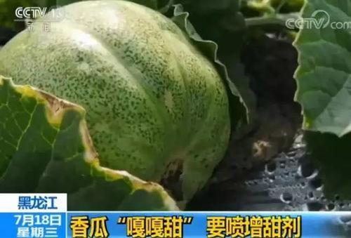 做梦吃瓜甜瓜西瓜,甜瓜西瓜的甜蜜邂逅