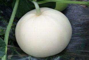 梨瓜吃籽儿吗,揭秘食用梨瓜是否需要吐籽