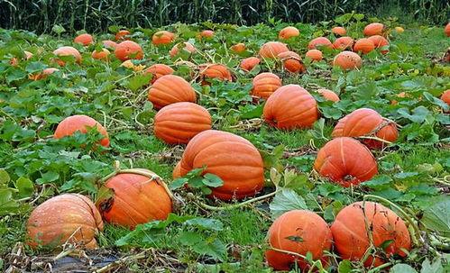 宁波奉化吃瓜事件视频,一场引发热议的街头冲突纪实