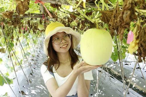 黑毛吃瓜,揭秘神秘瓜果背后的故事